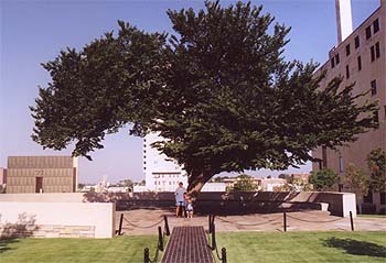 The Survivor Tree at the Oklahoma City memorial